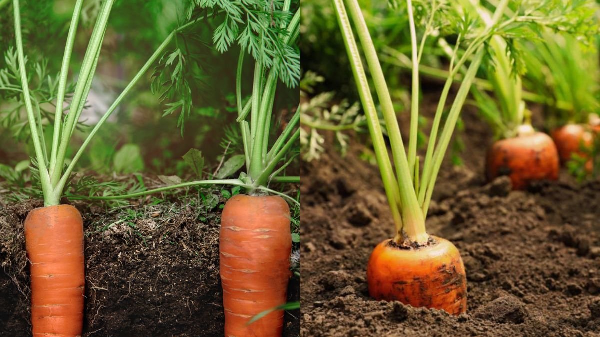 The Most Delicious and Nutritious Carrots to Grow at Home — Easy and Fast Harvest Guide