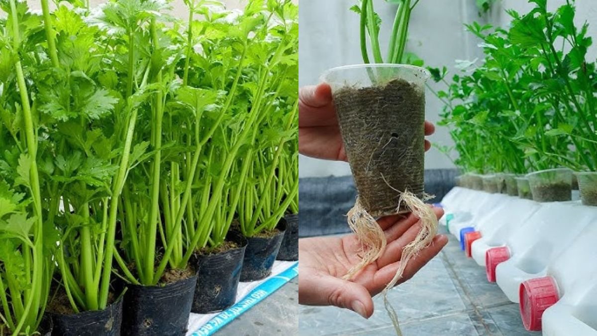 No Need for a Garden, Growing Celery at Home Was Surprisingly Easy