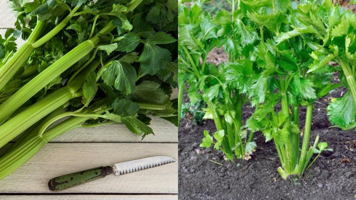 Celery Is Heat Resistant, Delicious, and Can Be Grown All Year Round
