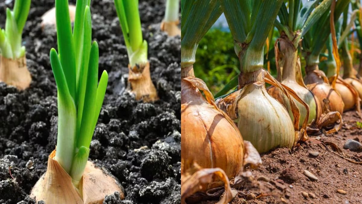 Easiest Way to Grow Onions Without a Garden for Beginners