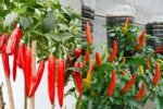 Grow Chili on Your Balcony: High Yield, Lots of Fruits & Very Easy