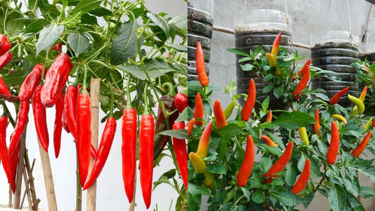Grow Chili on Your Balcony: High Yield, Lots of Fruits & Very Easy
