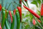 Chili Is Very Beautiful and High Yield – Easy Home Growing Guide for Beginners