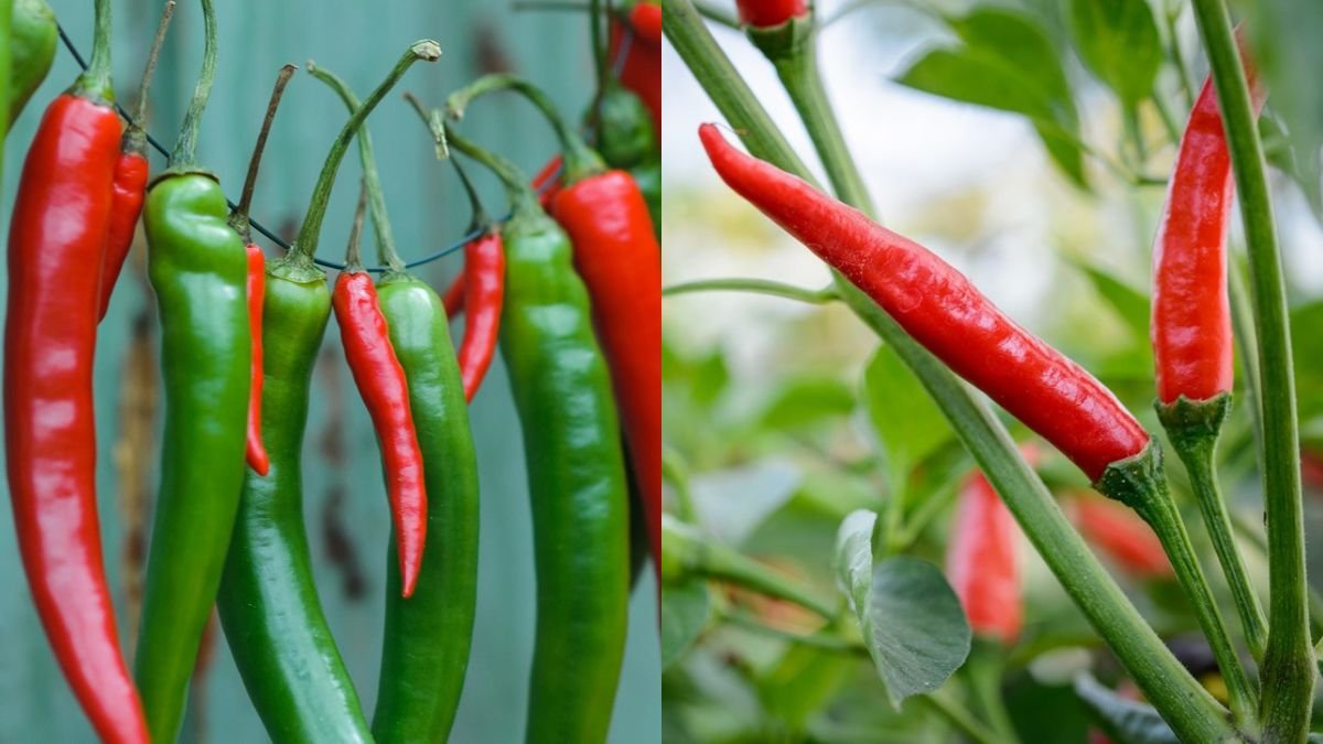 Chili Is Very Beautiful and High Yield – Easy Home Growing Guide for Beginners