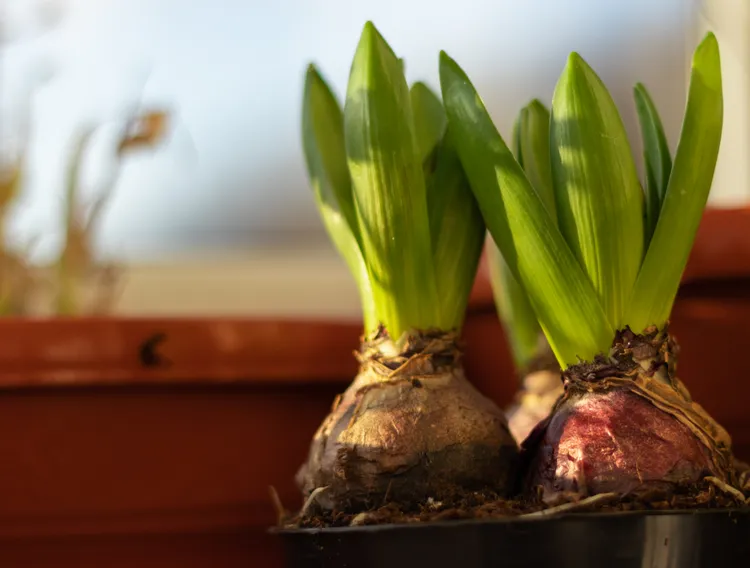 8 Flower Bulbs You Should Start Indoors Now for Spectacular Spring Blooms