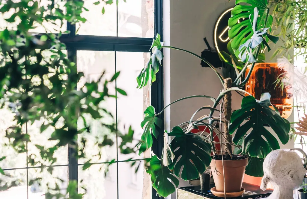 Discover Your Birth Month Houseplant — and the Symbolic Meaning Behind Each One