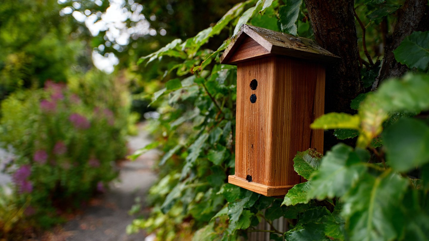 Why Should Your Garden Have a Bat Box to Manage Night Bugs?