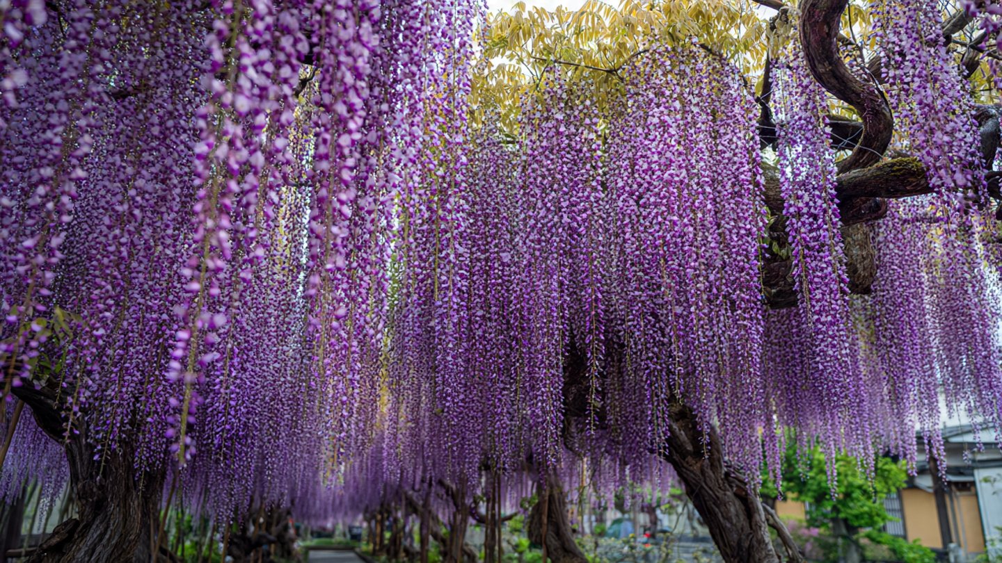 How Can You Create a Dramatic Vertical Garden of Wisteria?