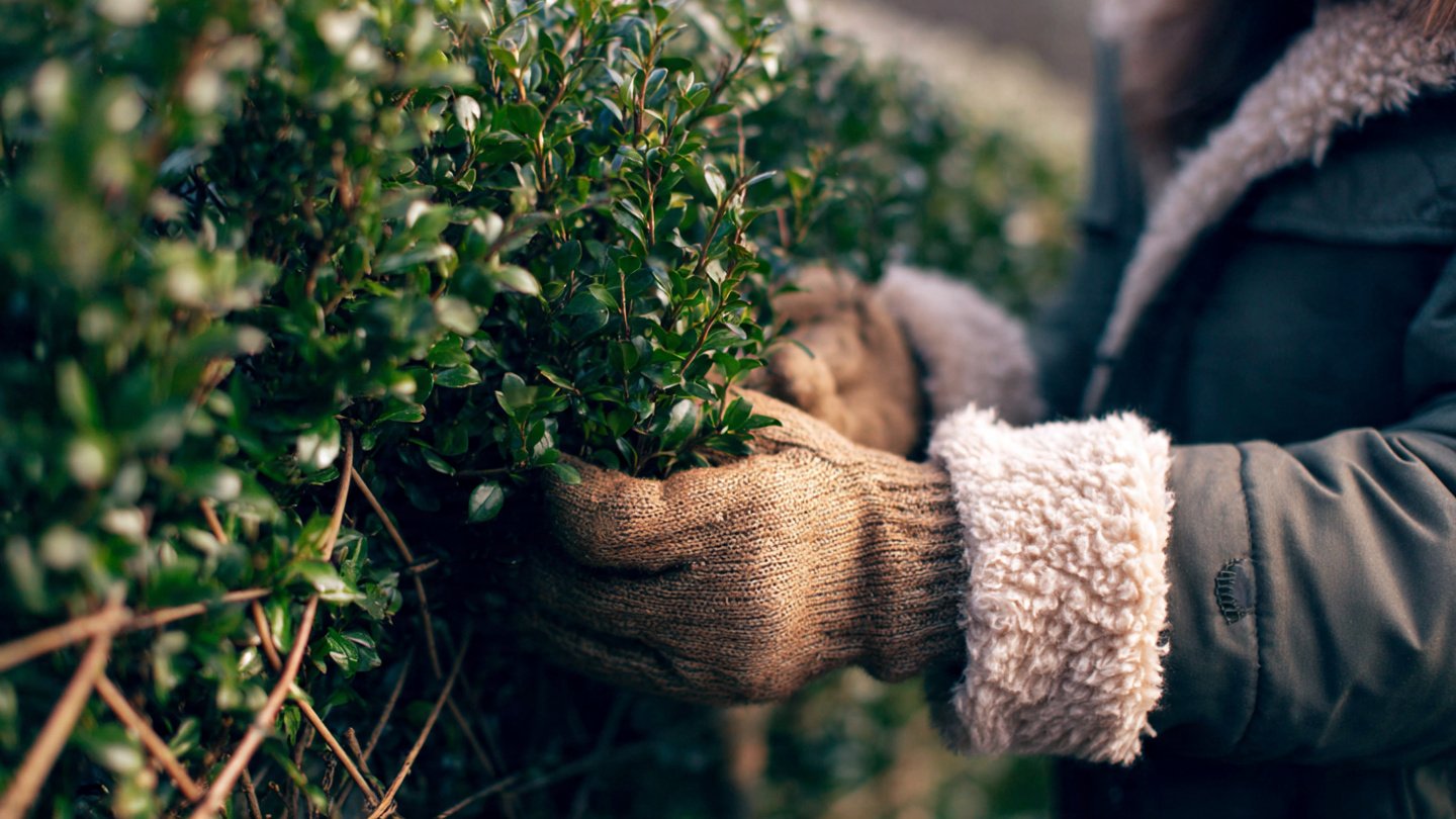 How Can You Transform a Cold Northern Climate Into a Tropical Paradise?