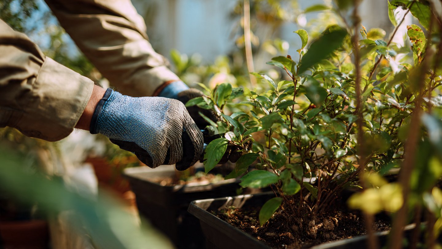How Can You Effectively Trim Overgrown Leaves on Your Potted Plants?
