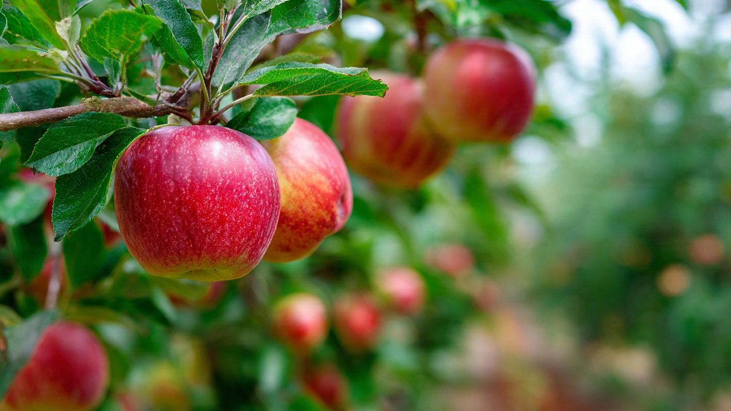 How Can a Proper Labeling System Transform Your Fruit Trees?