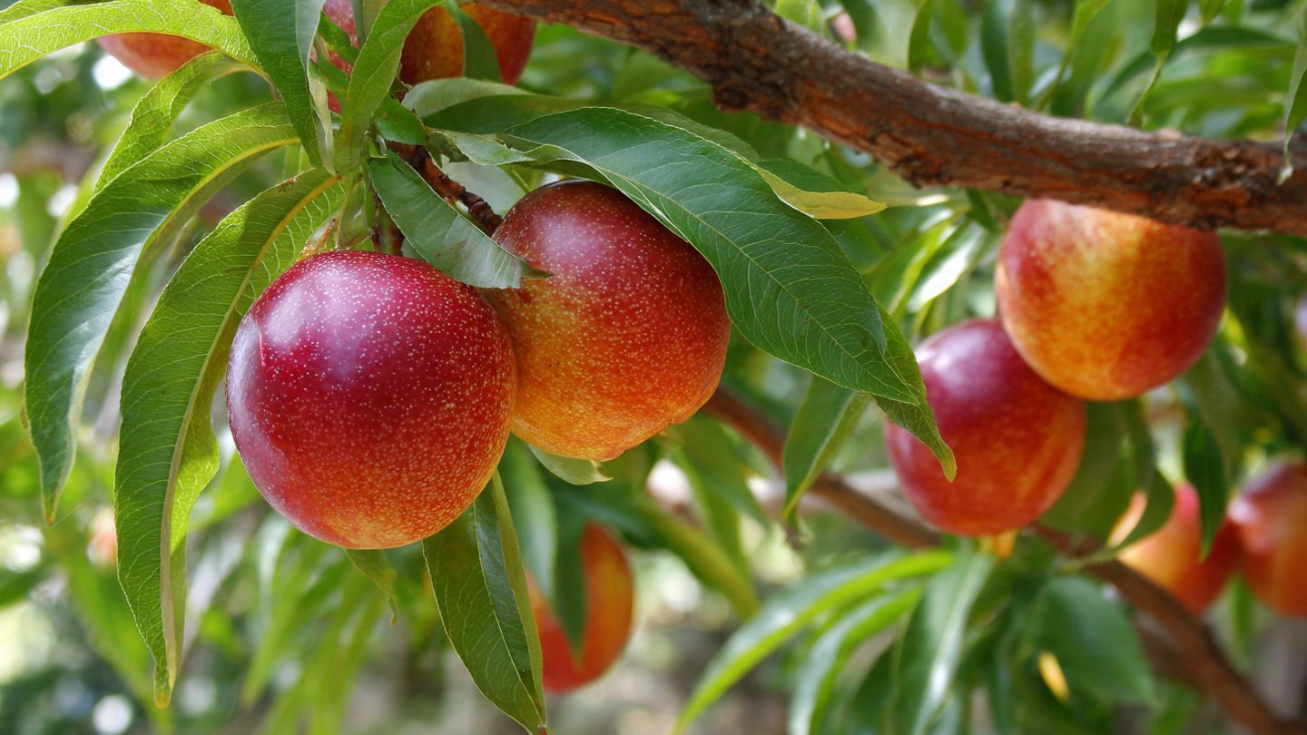 How Can a Proper Labeling System Transform Your Fruit Trees?
