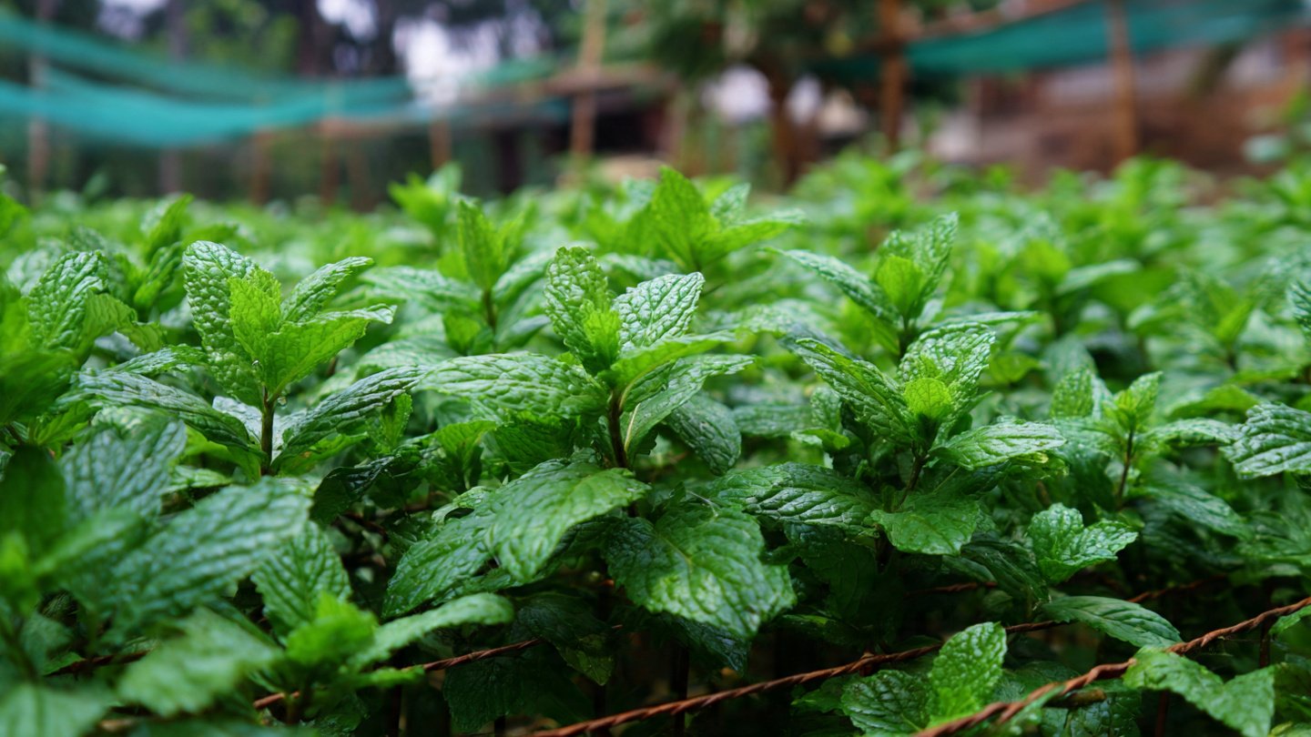 Can You Really Grow a Thriving Tea Garden Using Only Mint Cuttings?