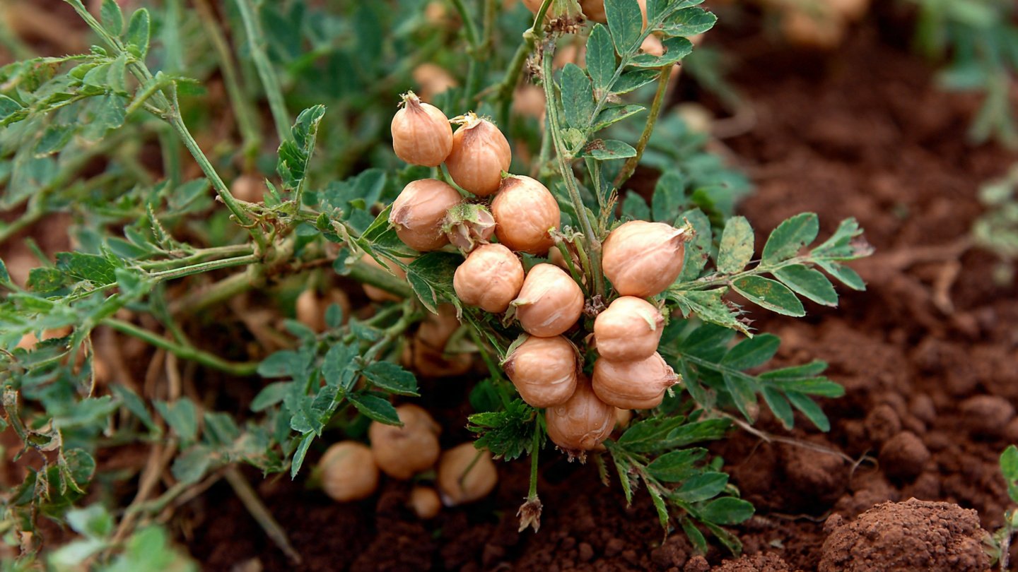 Why Should You Start Growing Your Own Chickpeas in a Small Plot?