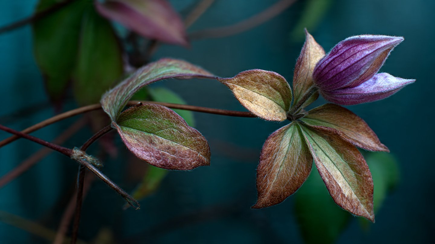What Are the Reasons Your Clematis Leaves Are Turning Brown and Wilting?
