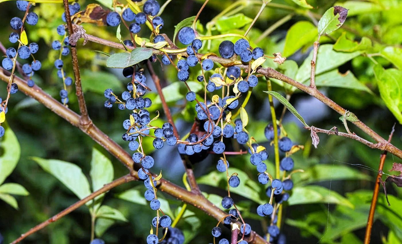 Some Plants Use Fake Berries to Trick Birds — How Nature’s Clever Seeds Travel