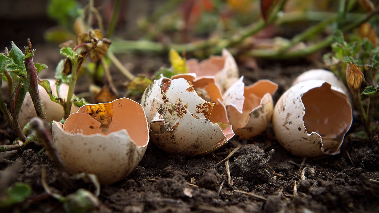 How Can Eggshells Keep Your Garden Pest-Free Naturally?