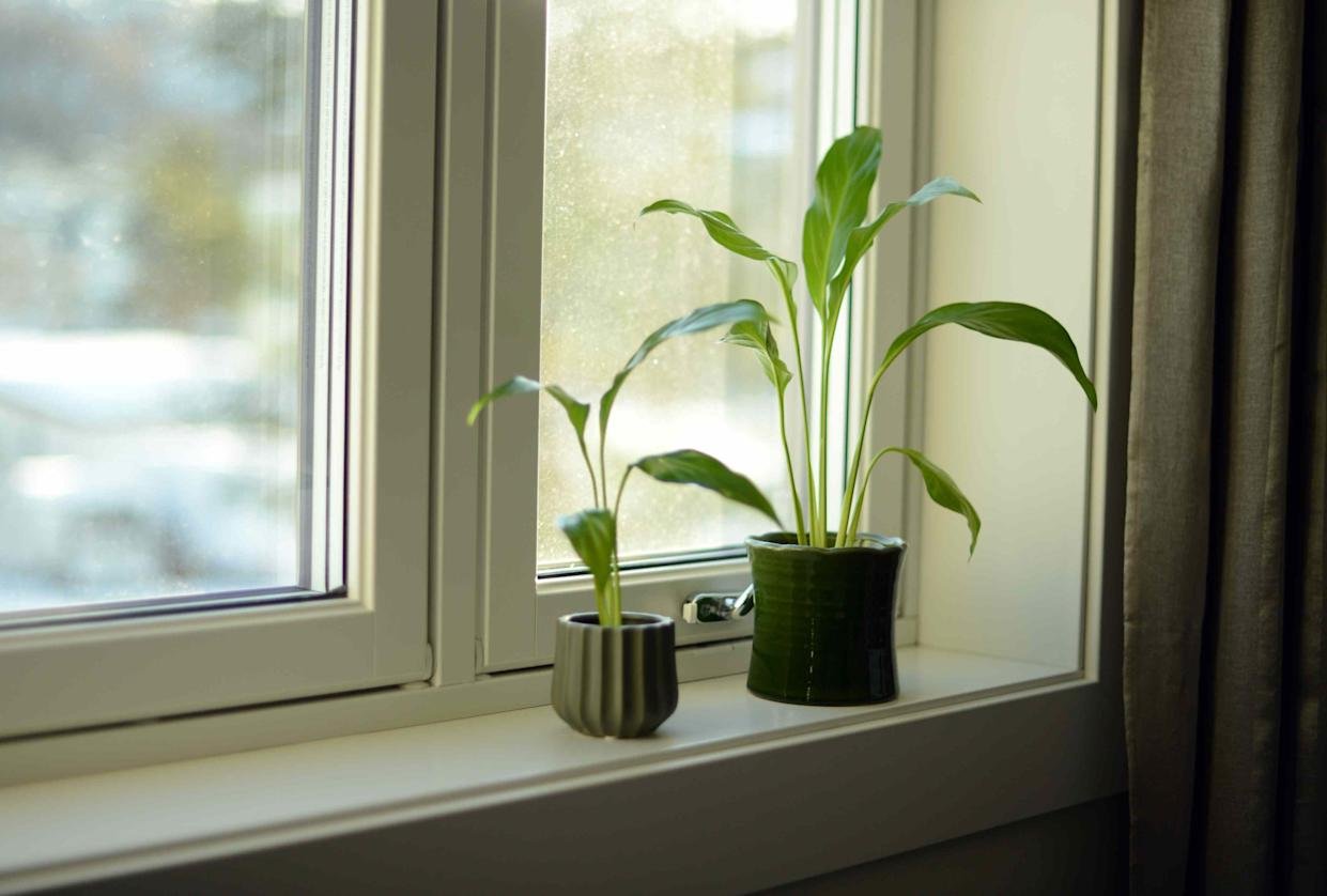7 Smart Ways to Help Your Houseplants Thrive in Low Winter Light