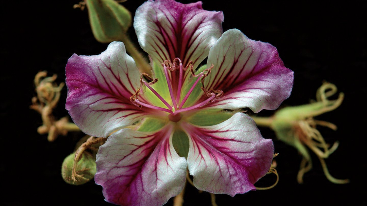 What Secrets Lie Behind the Flower That Can Alter Its DNA During Cloning?