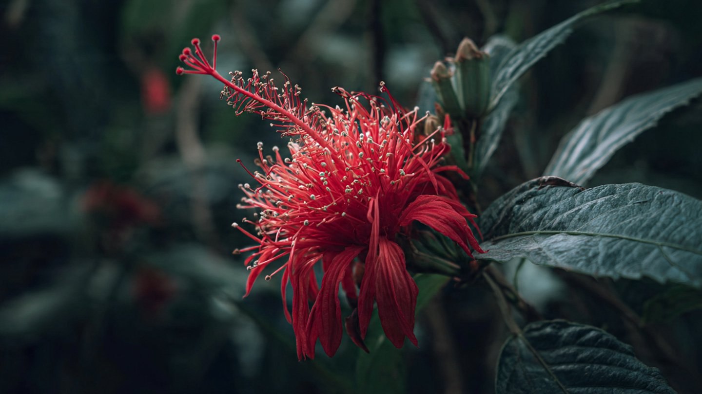 How Did a Flower Make Its Journey to Space?