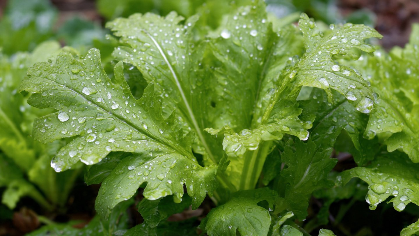 How Can You Unlock the Secret to Growing Huge Heads of Mizuna for Salads?