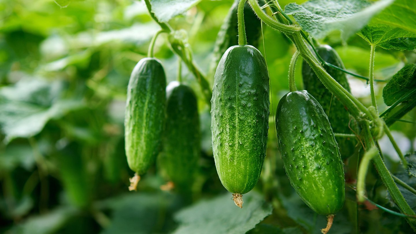 How Can You Easily Grow Your Own Cucumber For Fresh Homemade Pickles?