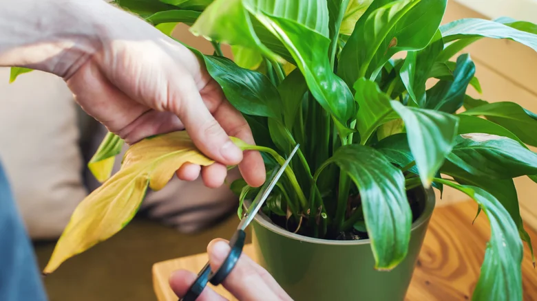 Prune These Indoor Plants in January for a Healthy and Vibrant Start to the Year