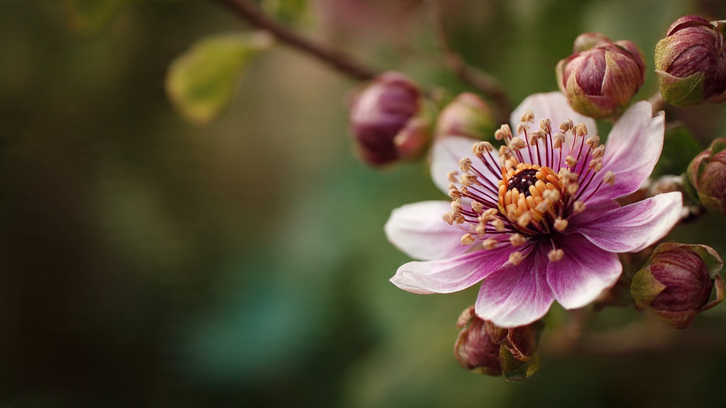 Why Should You Avoid Buying These Invasive Flower Species?