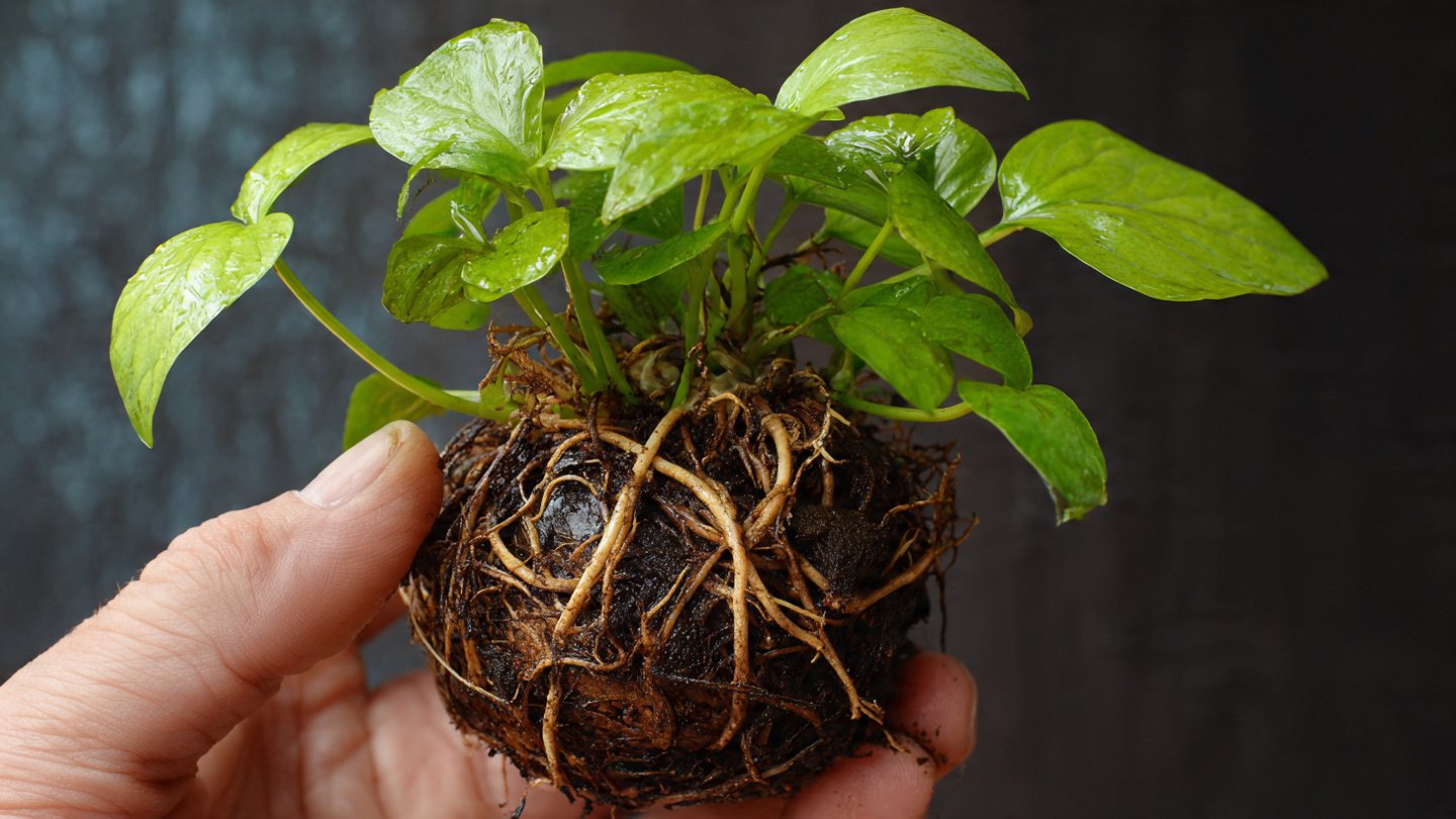 Can You Really Grow Your Own Natural Rooting Stimulant at Home?
