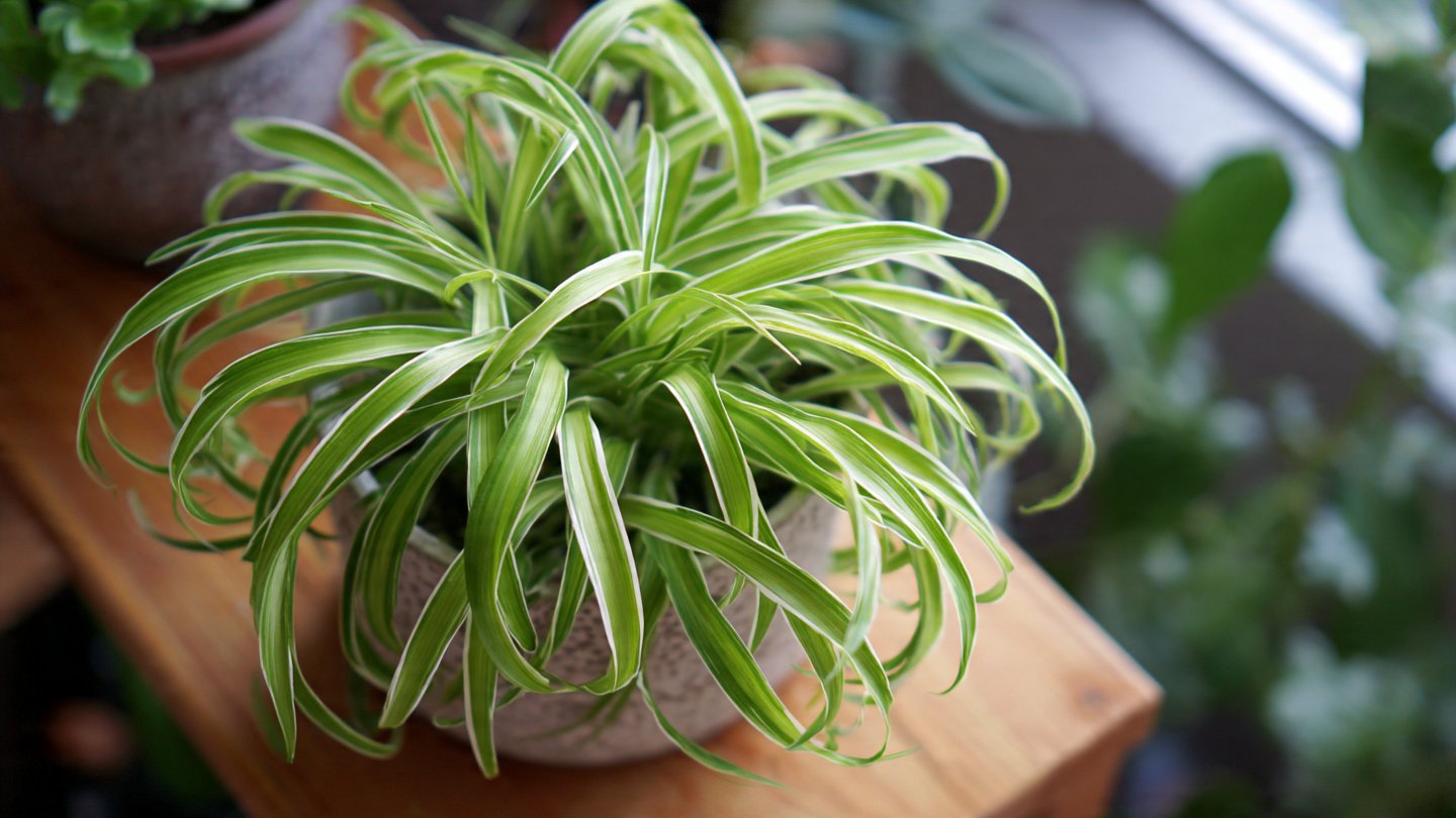 How Can Pasta Water Transform the Health of Your Spider Plants?