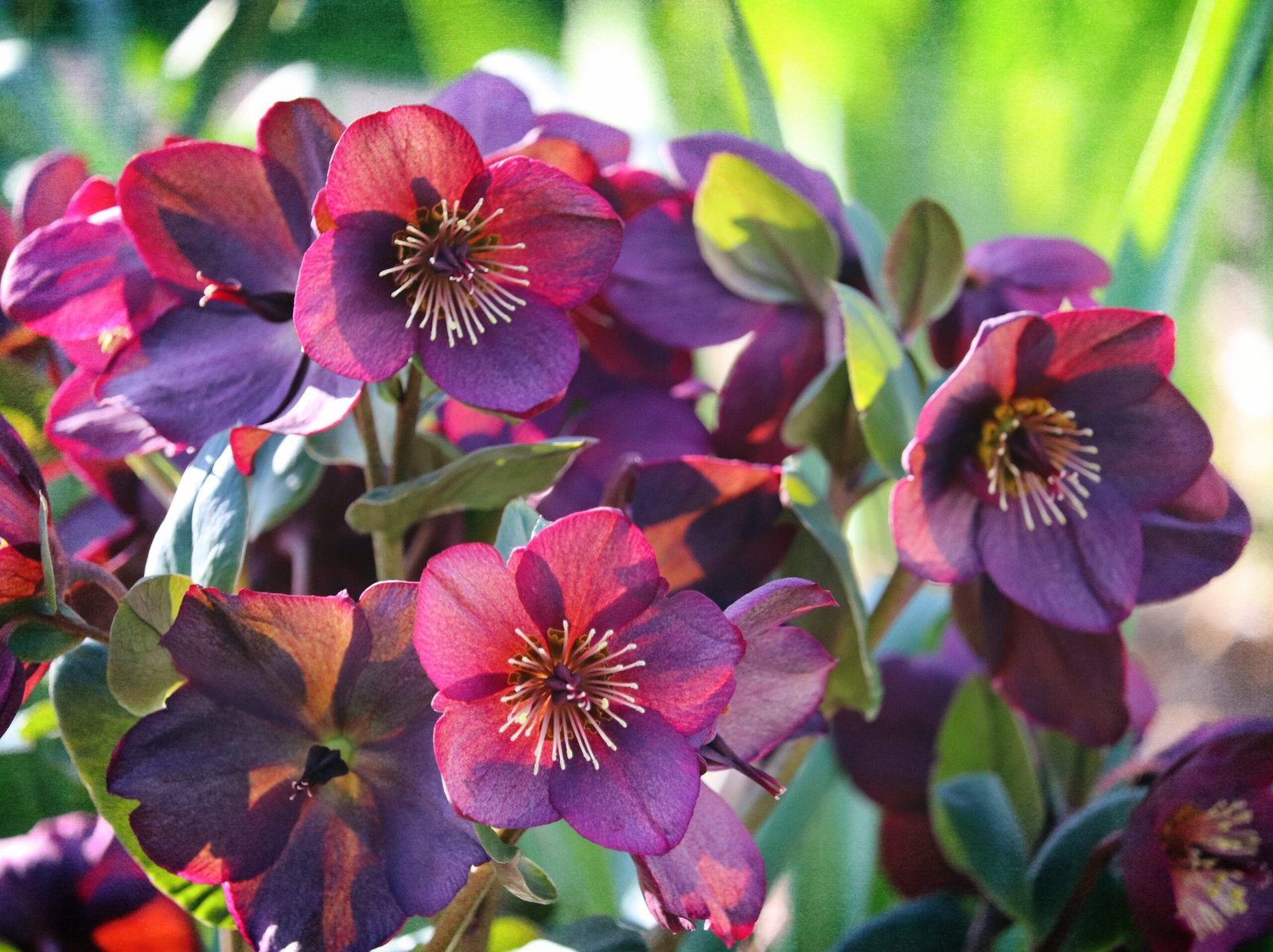 5 Perennials You Should Plant in January — and Why This Is the Perfect Time