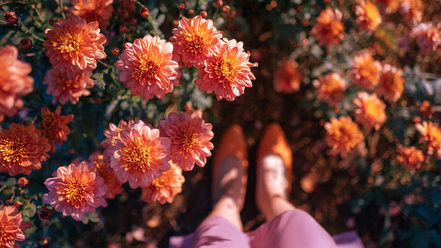 How to Prevent Mums from Growing Leggy