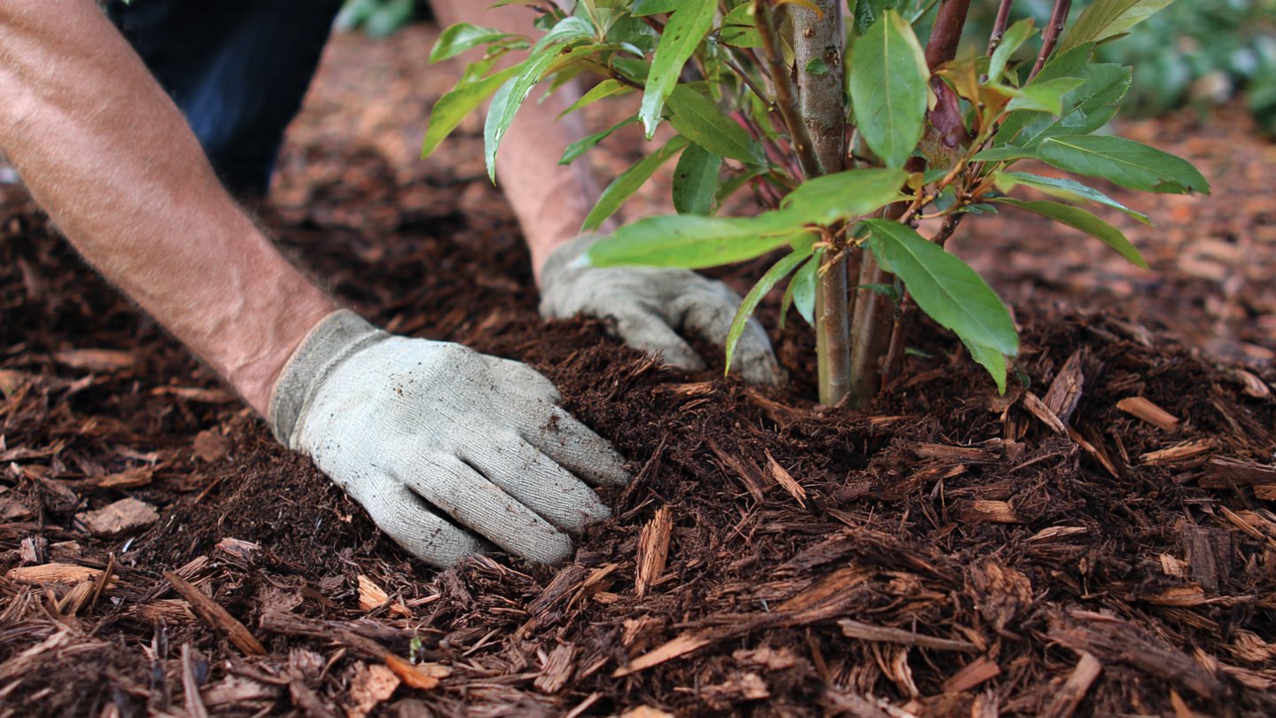 How Does Proper Mulching Enhance the Health of Your Fruit Trees?