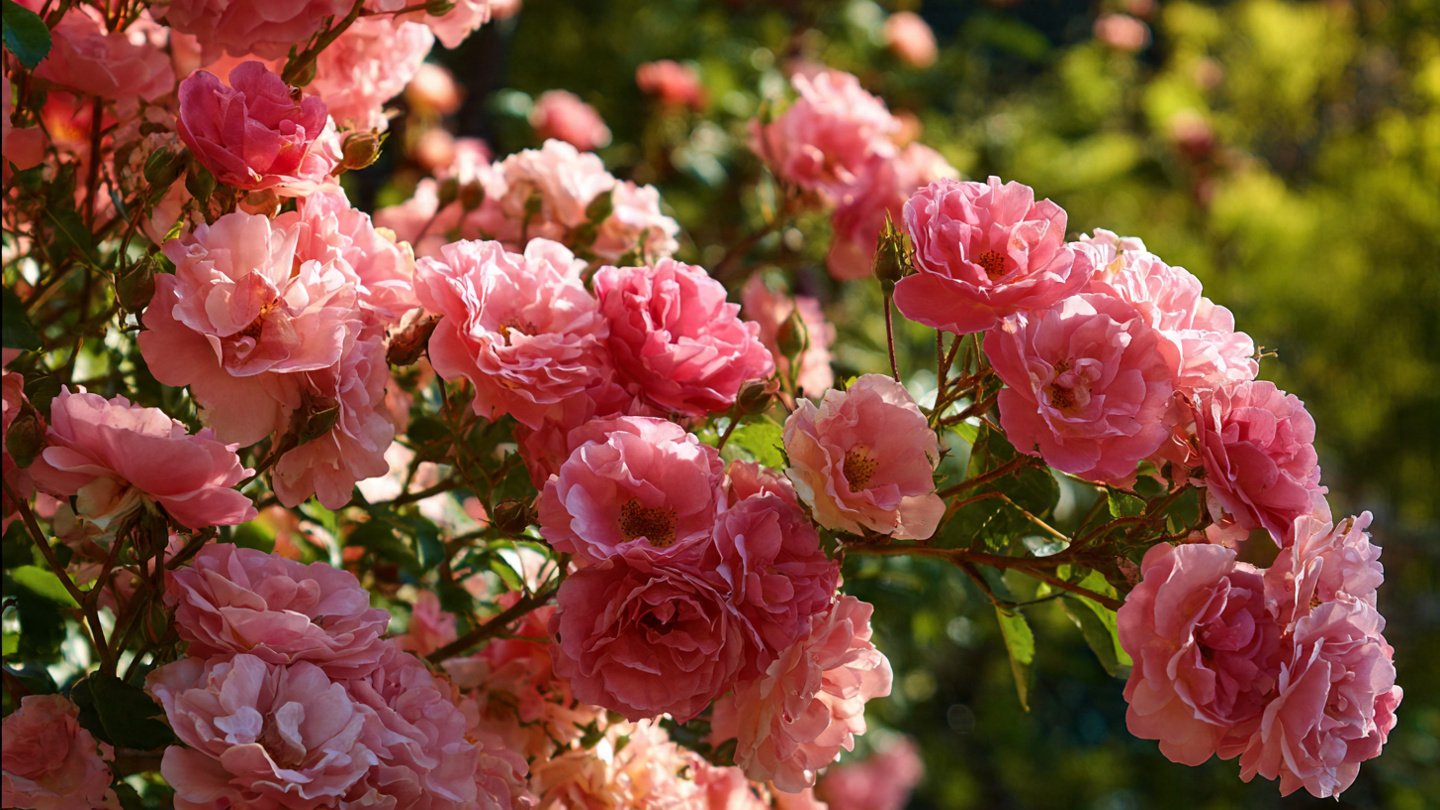 How Can Pruning Your Roses Lead to a Blooming Explosion of Flowers?