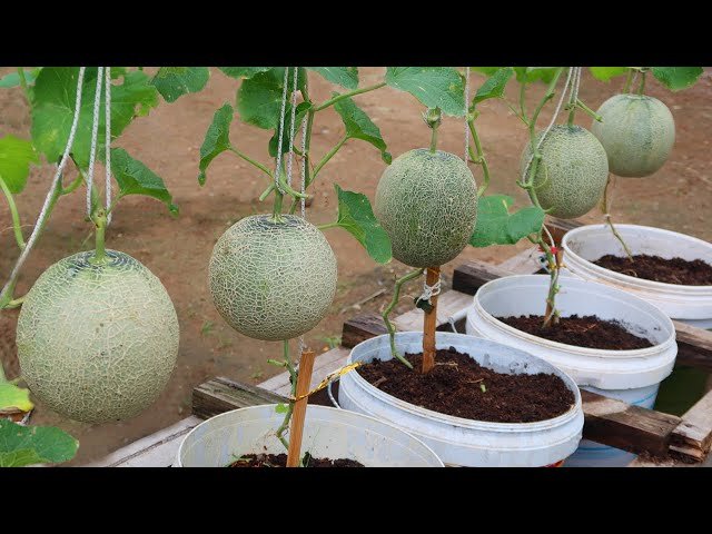 I Wish I Knew This Method of Growing Cantaloupe Sooner – Large and Very Sweet Melons with