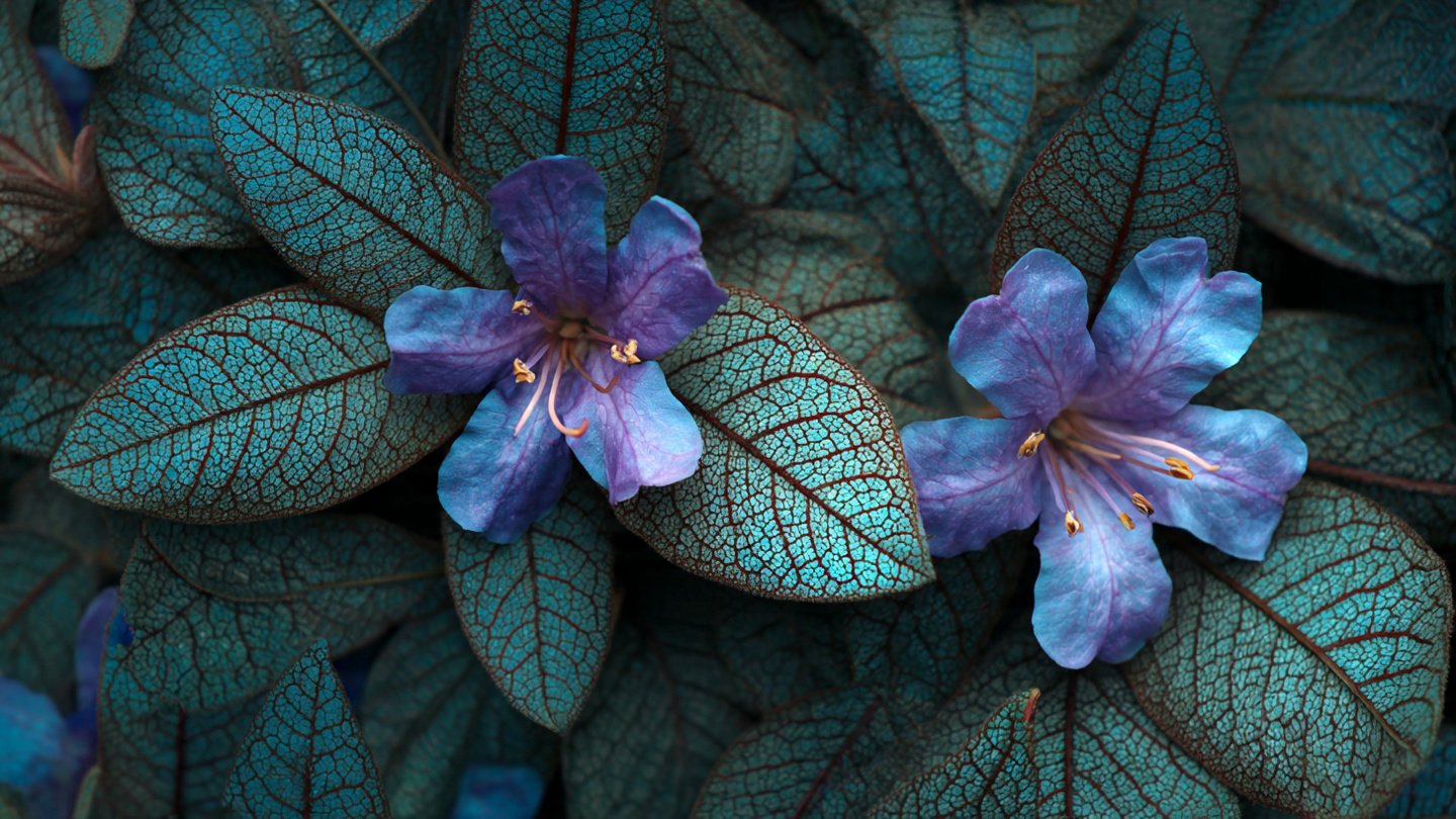 What Secrets Are Hidden in Your Flower's Thick Leathery Leaves?