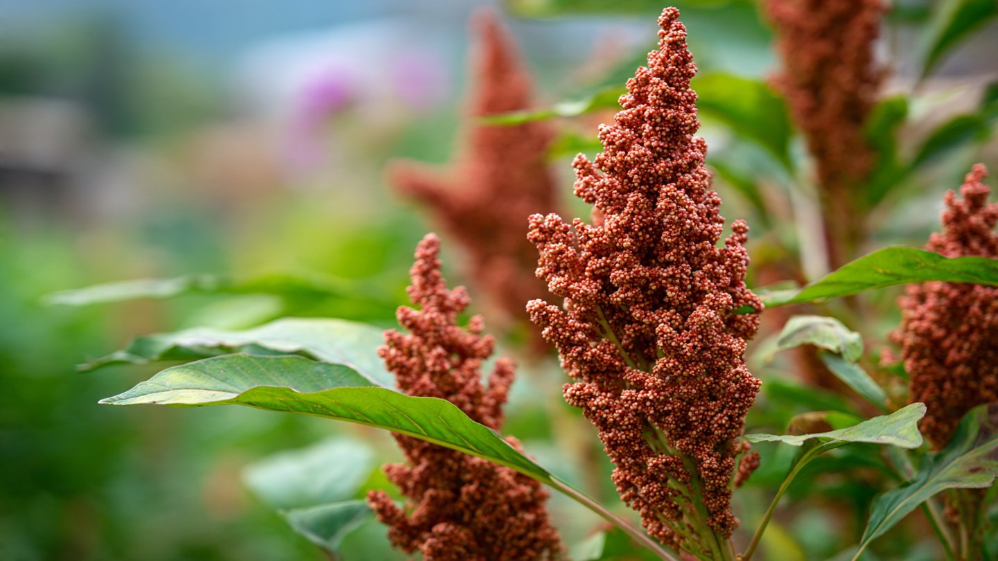 How Can You Successfully Grow Quinoa in Your Backyard?
