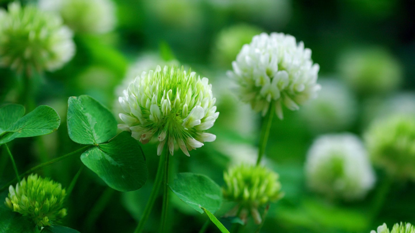 Is This the Year You Should Start Planting Clover in Your Lawn?