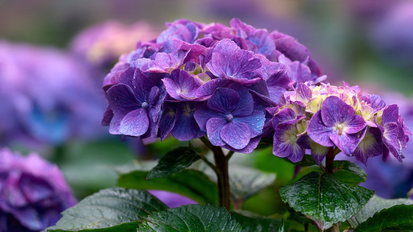 How to Grow Big Hydrangeas Naturally