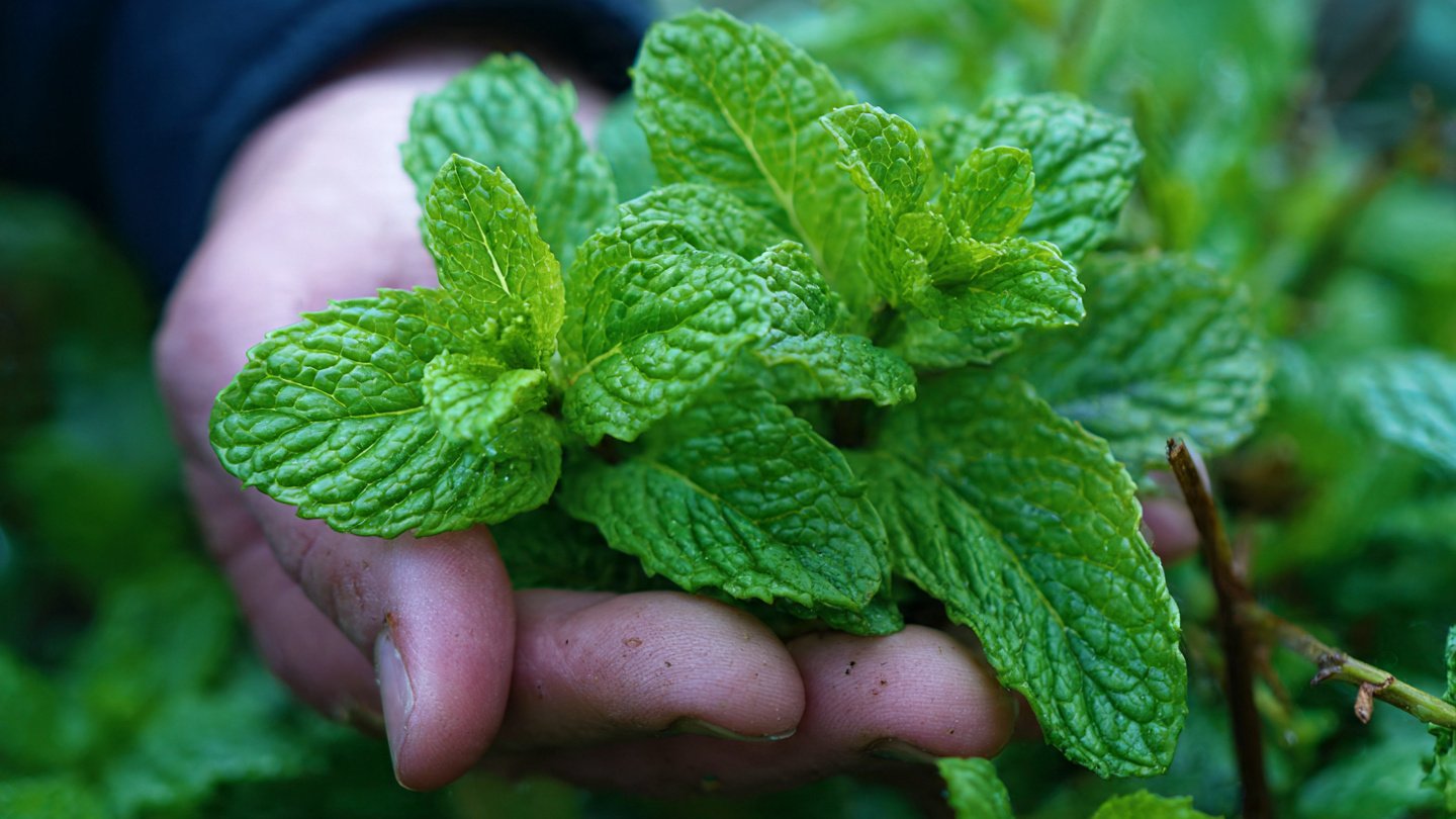 Unlocking the Surprising Perks of Growing Mint Beneath Your Backyard Fruit Trees