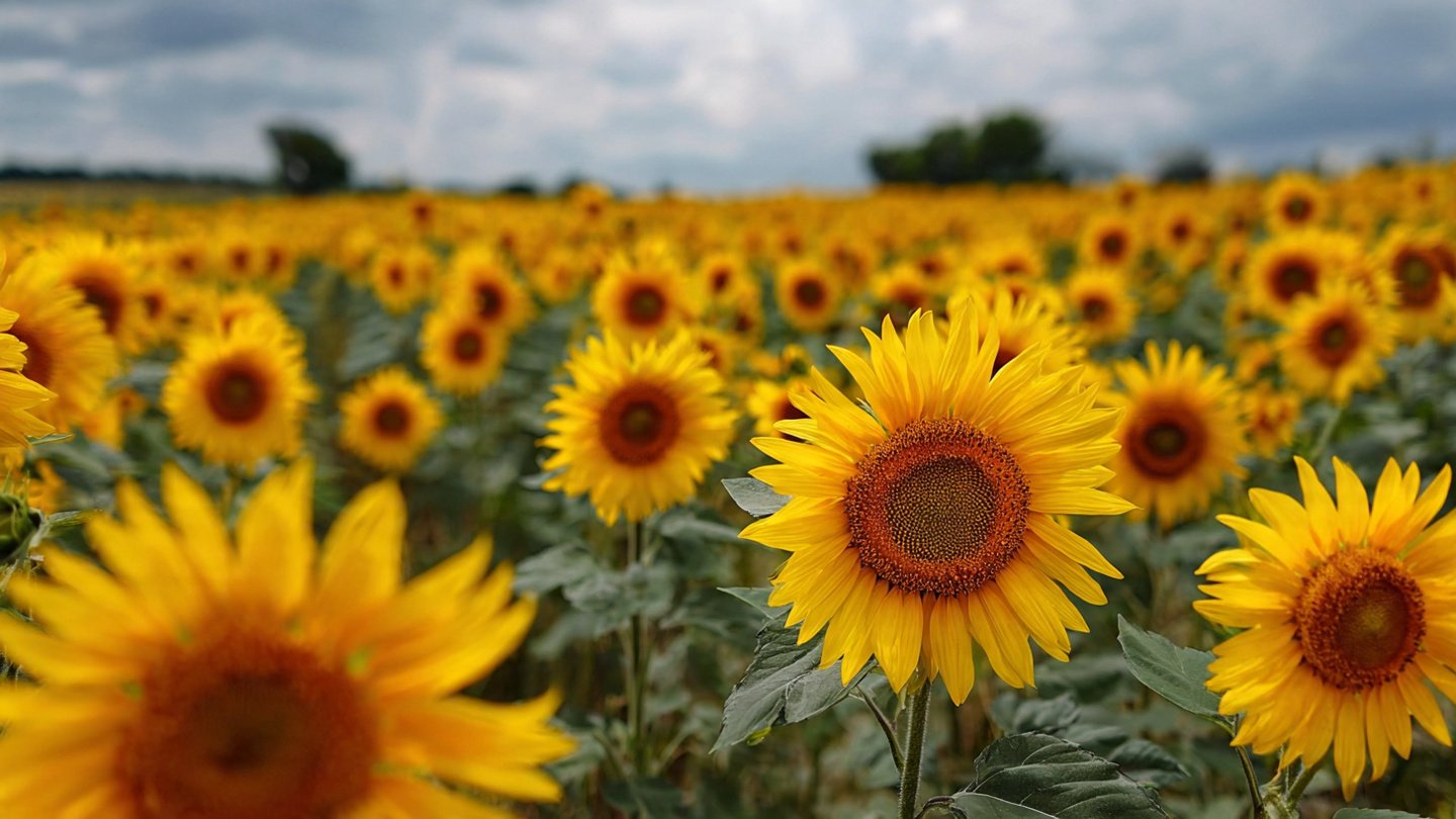 Why Do Sunflowers Always Face the Same Direction Explained