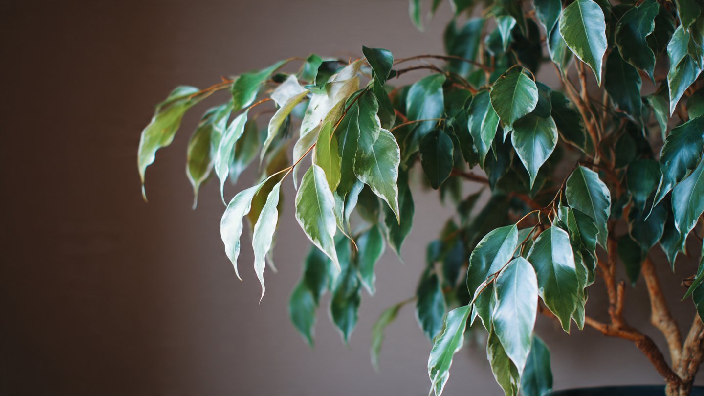 Why Is My Ficus Benjamina Dropping Leaves?
