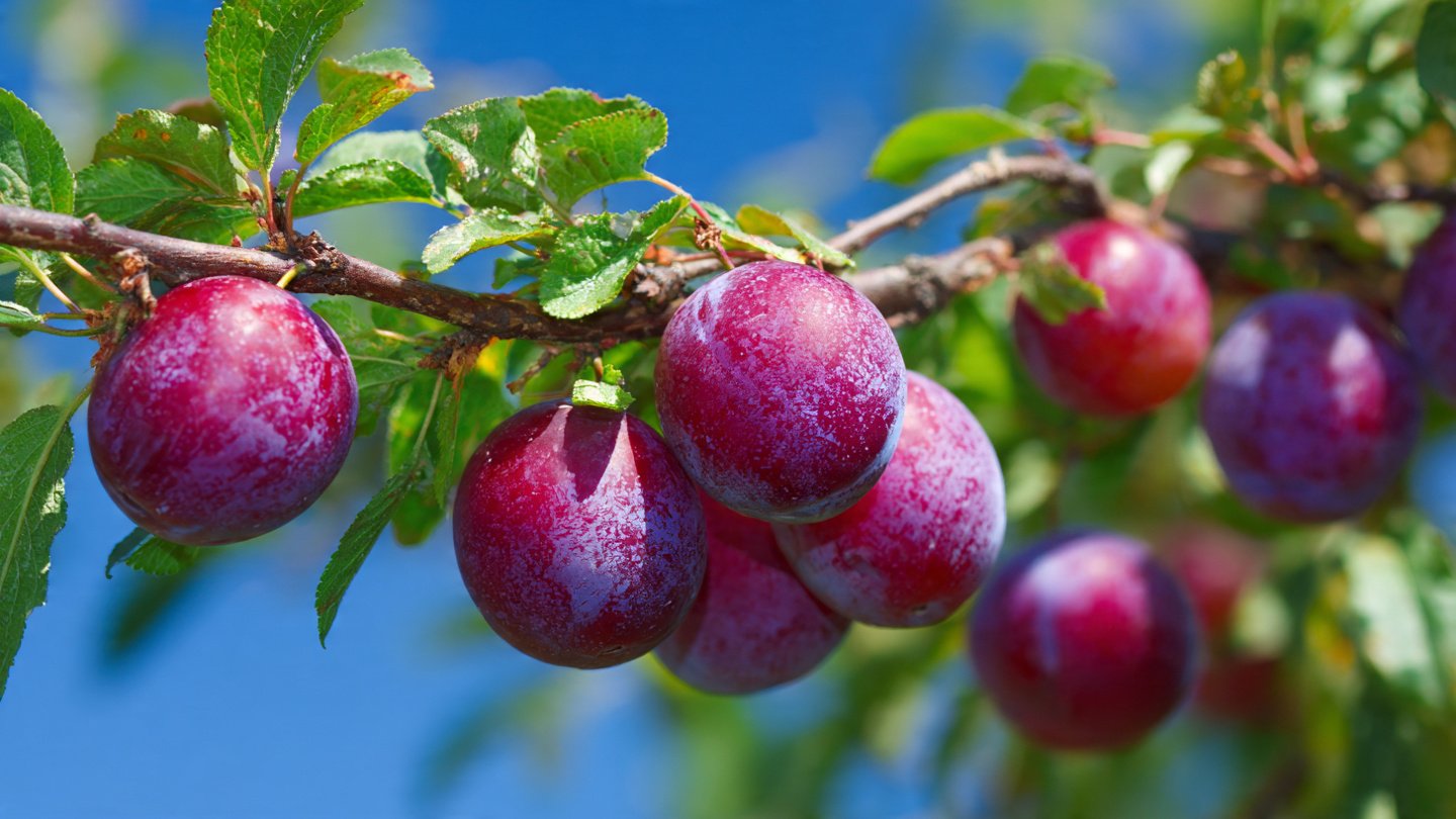 Why Is Summer the Ideal Time to Prune Your Fruit Trees and What Methods Work Best?
